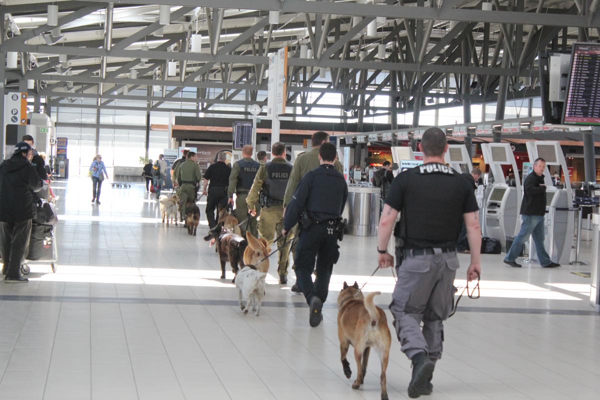 Canine training session participants